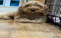 Cockapoo dogs for sale: Healthy Cockapoos boys fully vaccinated  - Image 14