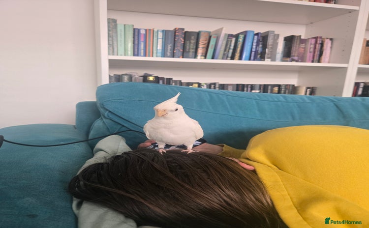 Cockatiels birds - Advert 6