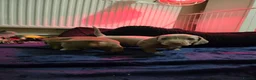 Miniature Dachshund dogs for sale: LAST PUPPY* Rare Isabella Mini Dacshund, blue eyes - Advert 12