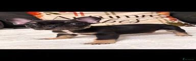 French Bulldog 2