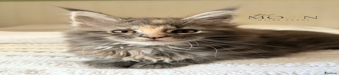Dumpling