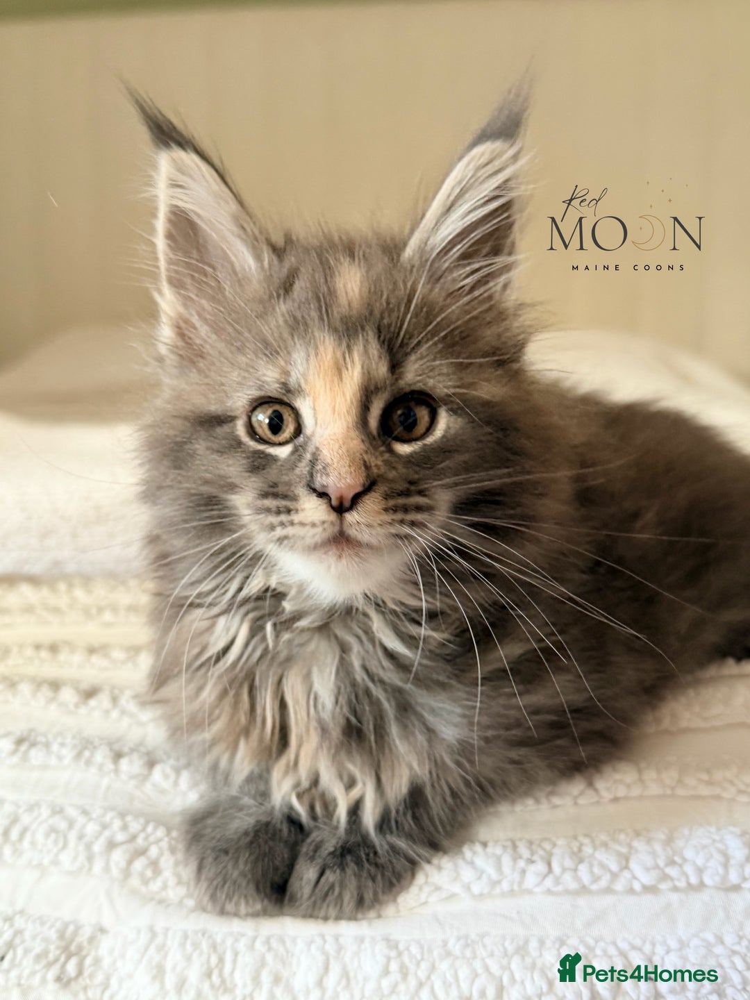 Maine Coon cats for sale: 1 red boy & 1 blue tortie Maine coon kittens  - Image 4