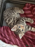 Mixed Breed cats - Advert 2