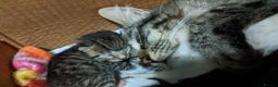 Mixed Breed cats for sale: Kittens  - Advert 3