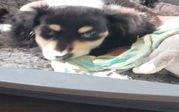 Miniature Dachshund dogs for sale: KC Black and Cream  ready now - Image 26