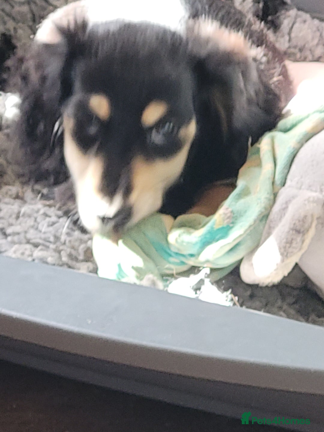 Miniature Dachshund dogs for sale: KC Black and Cream  ready now - Image 26
