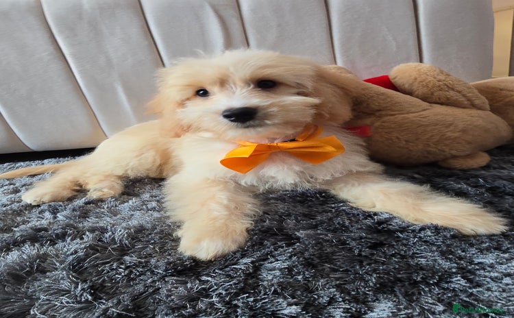 Goldendoodle dogs - Advert 9