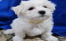 Bichon Frise dogs for sale:  Pure Breed Bichon Puppies for sale - Image 3