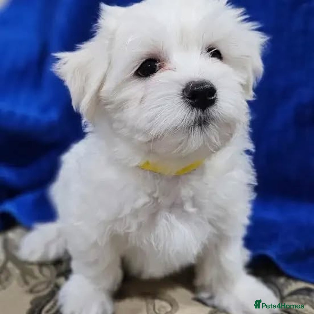 Bichon Frise dogs for sale:  Pure Breed Bichon Puppies for sale - Image 3