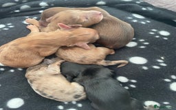 Miniature Dachshund dogs for sale: Long haired dachshund puppies   - Image 10