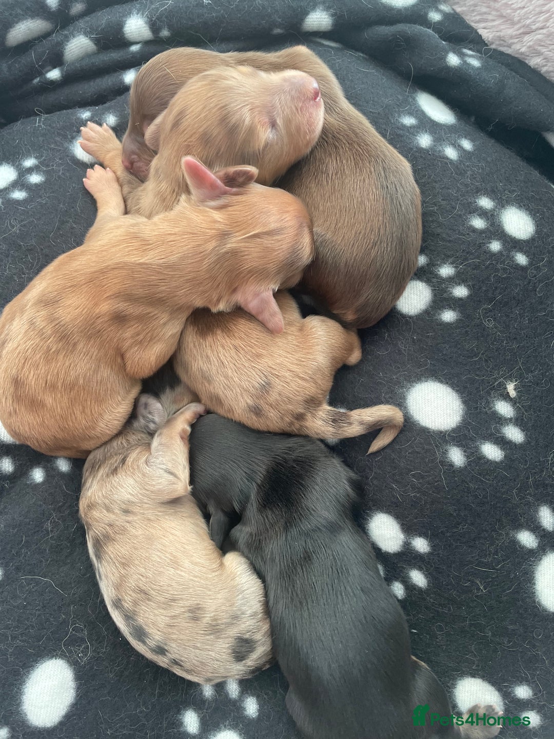Miniature Dachshund dogs for sale: Long haired dachshund puppies   - Image 10