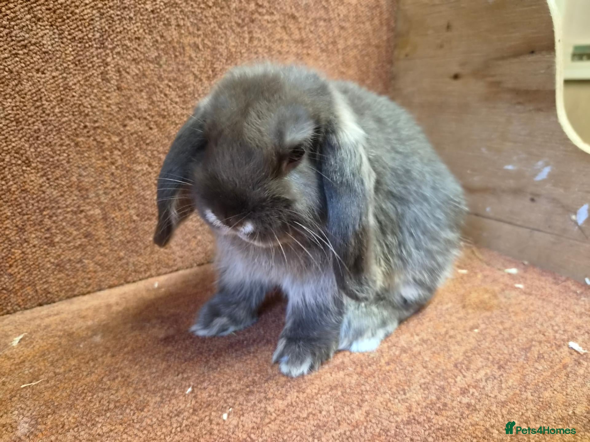 Mini Lop rabbits Pure mini lop baby buck . VACCINATED  - Advert 13