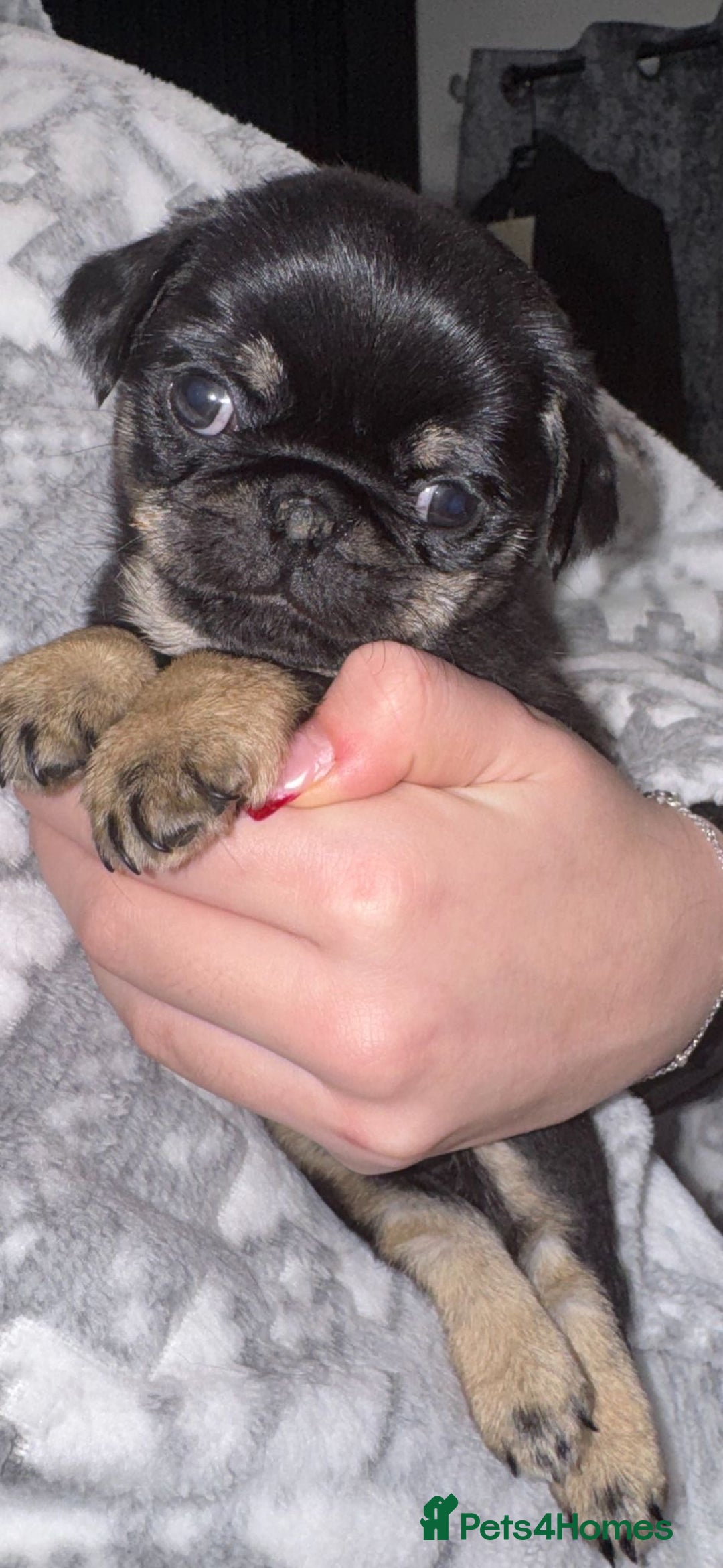 Pug dogs for sale: Pug 1 boy kc  - Advert 21