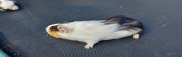 Guinea Pig rodents for sale: Beautiful baby Guinea Pigs - Advert 5