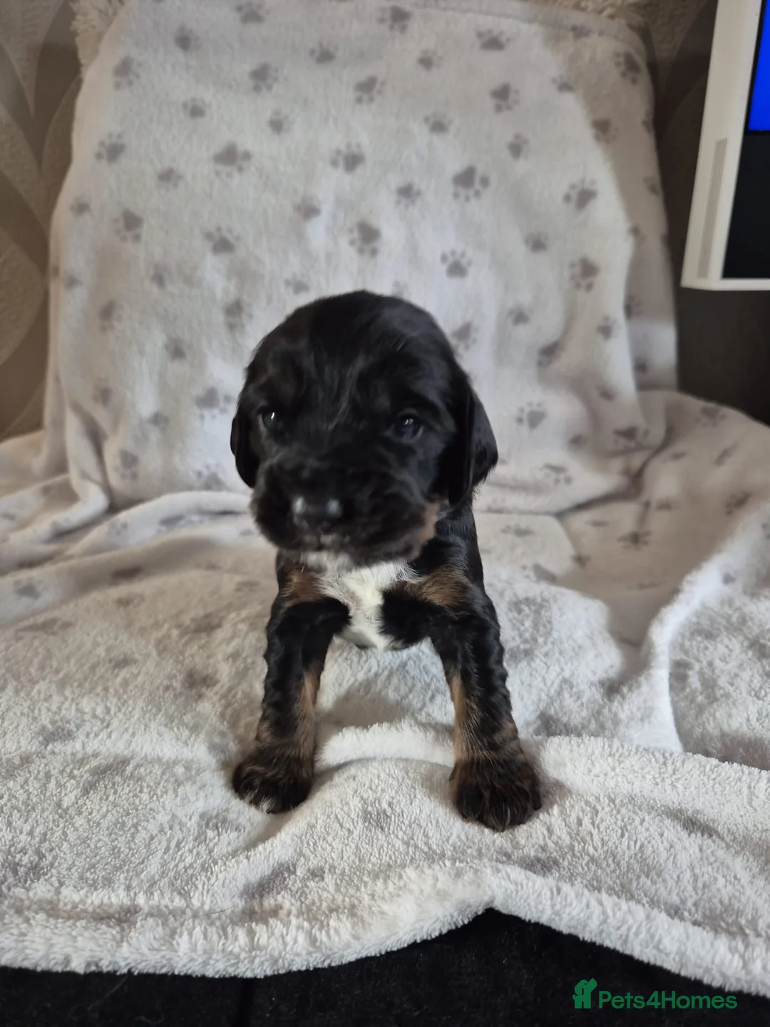 Sprocker dogs for sale: Exceptional home reared sprocker spaniel puppies.  - Advert 28