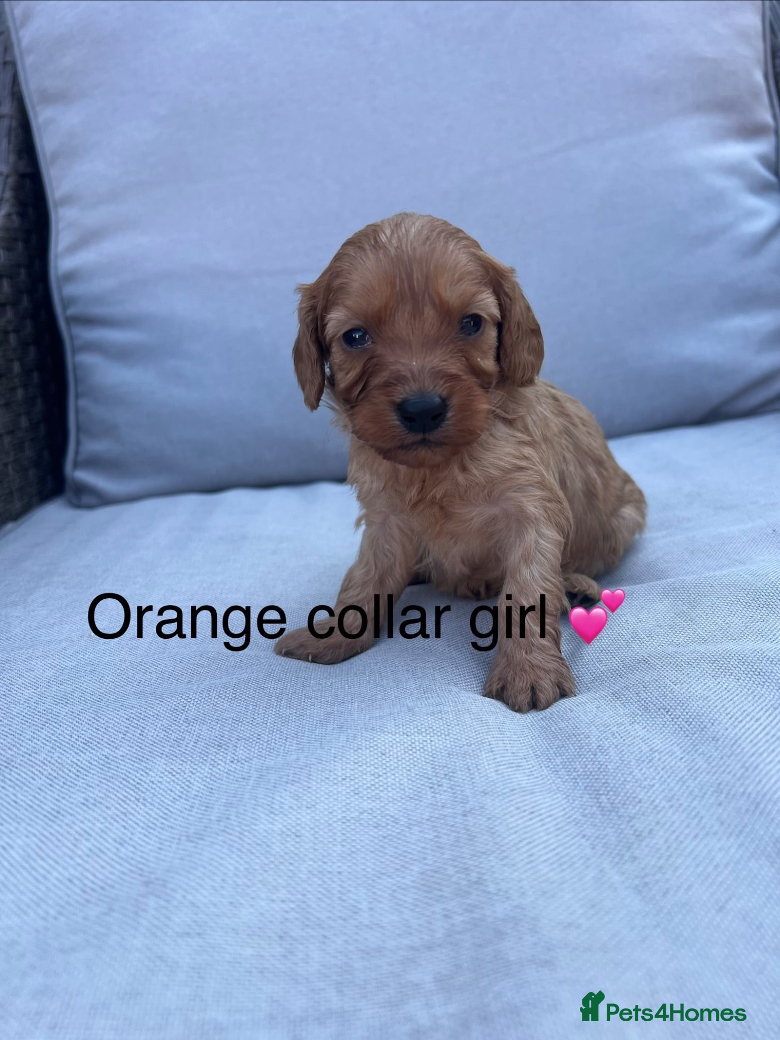 Cavapoo dogs Health tested cavapoos ready 19th August 💙💕 - Advert 1