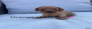 Cavapoo 2