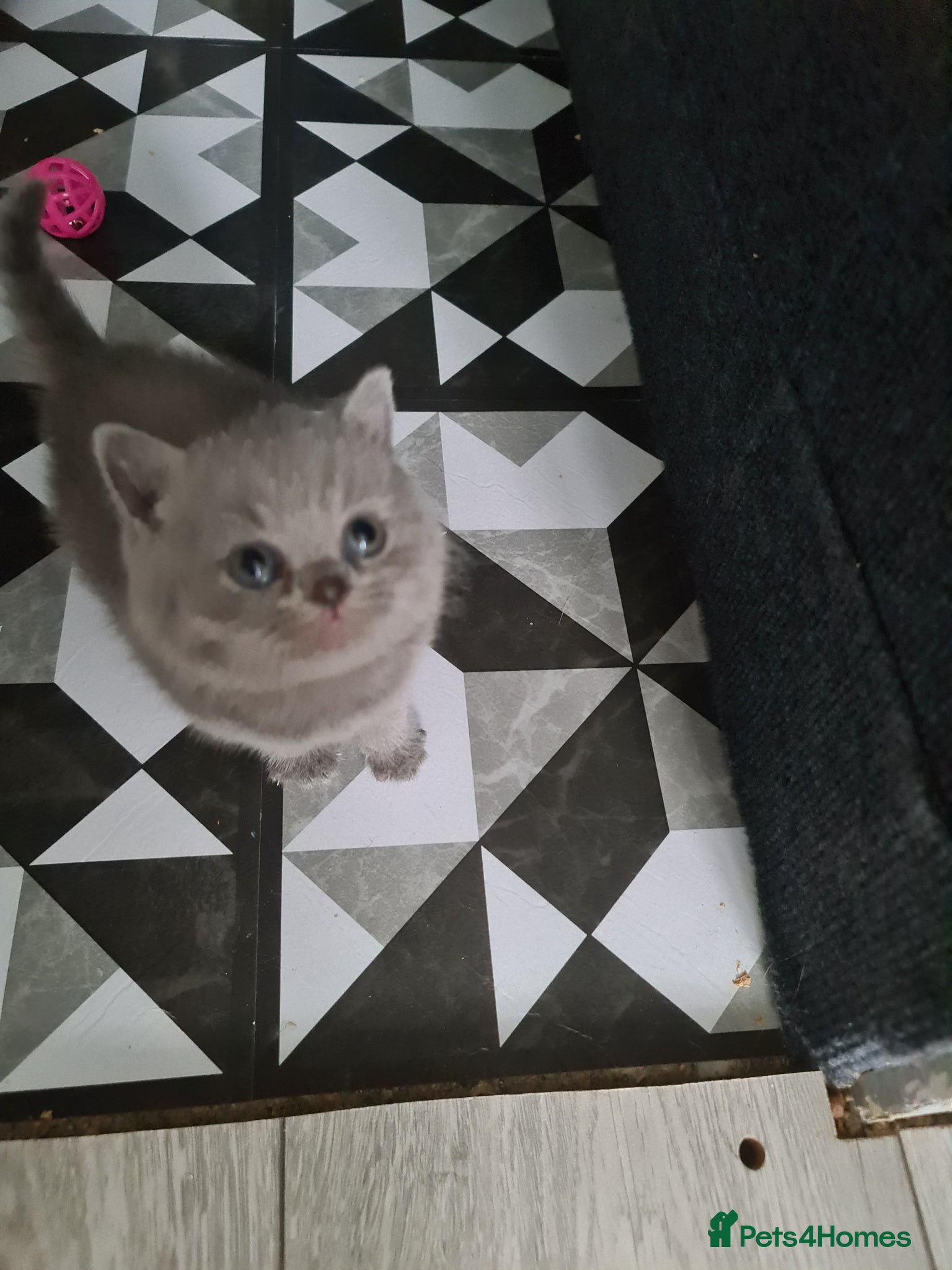 British Shorthair cats British Shorthair kittens  - Advert 1