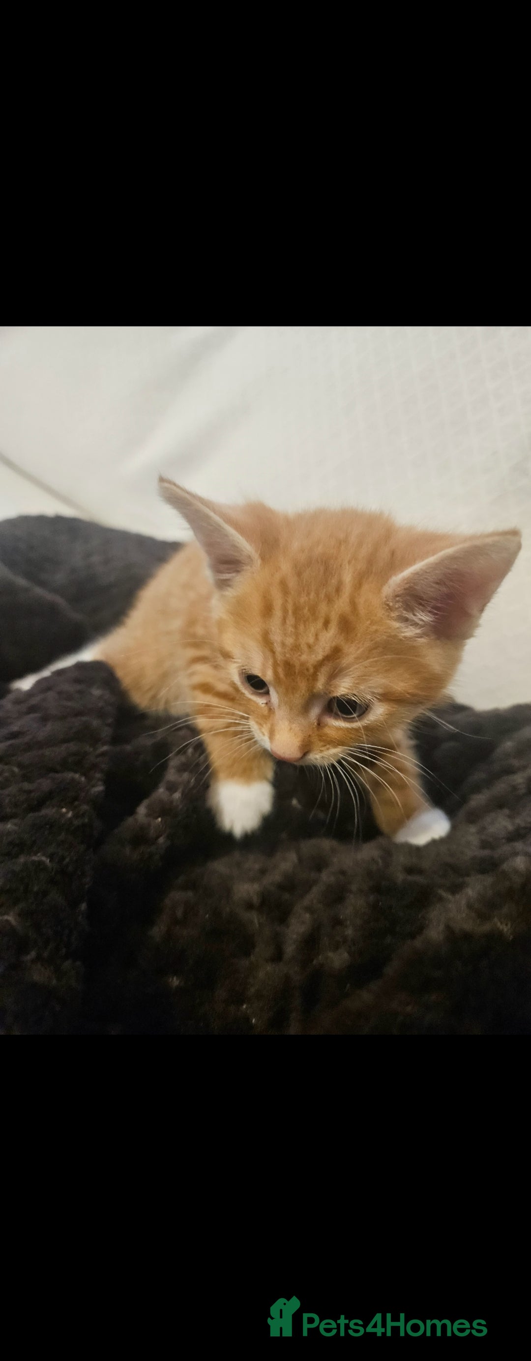 Bengal cats for sale: Bengal Kittens - Image 7