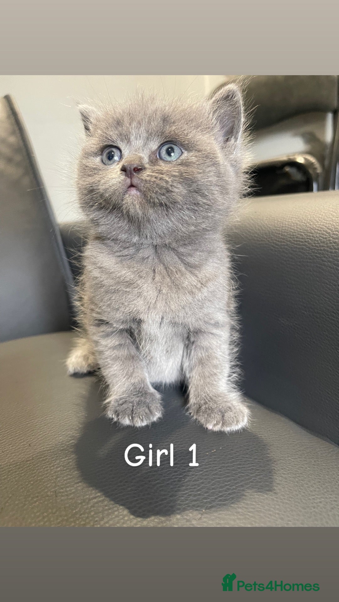 British Shorthair cats Stunning chunky British shorthair kittens  - Advert 1