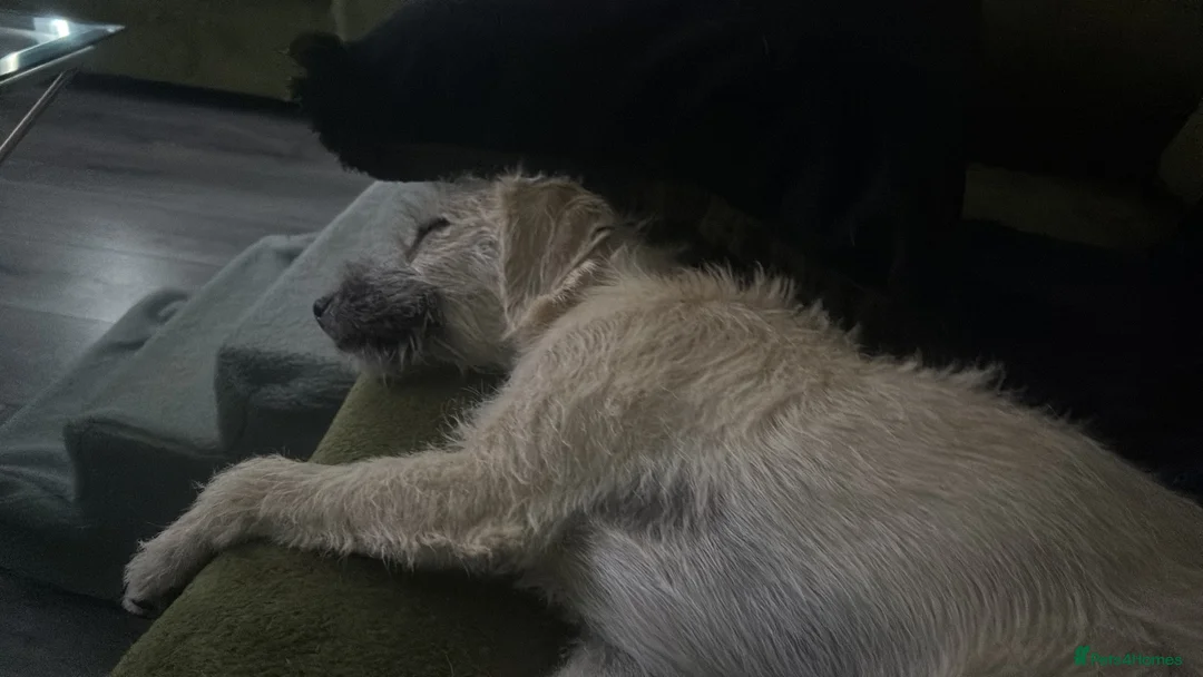 Mixed Breed dogs for sale: Female 9 month old  - Advert 2