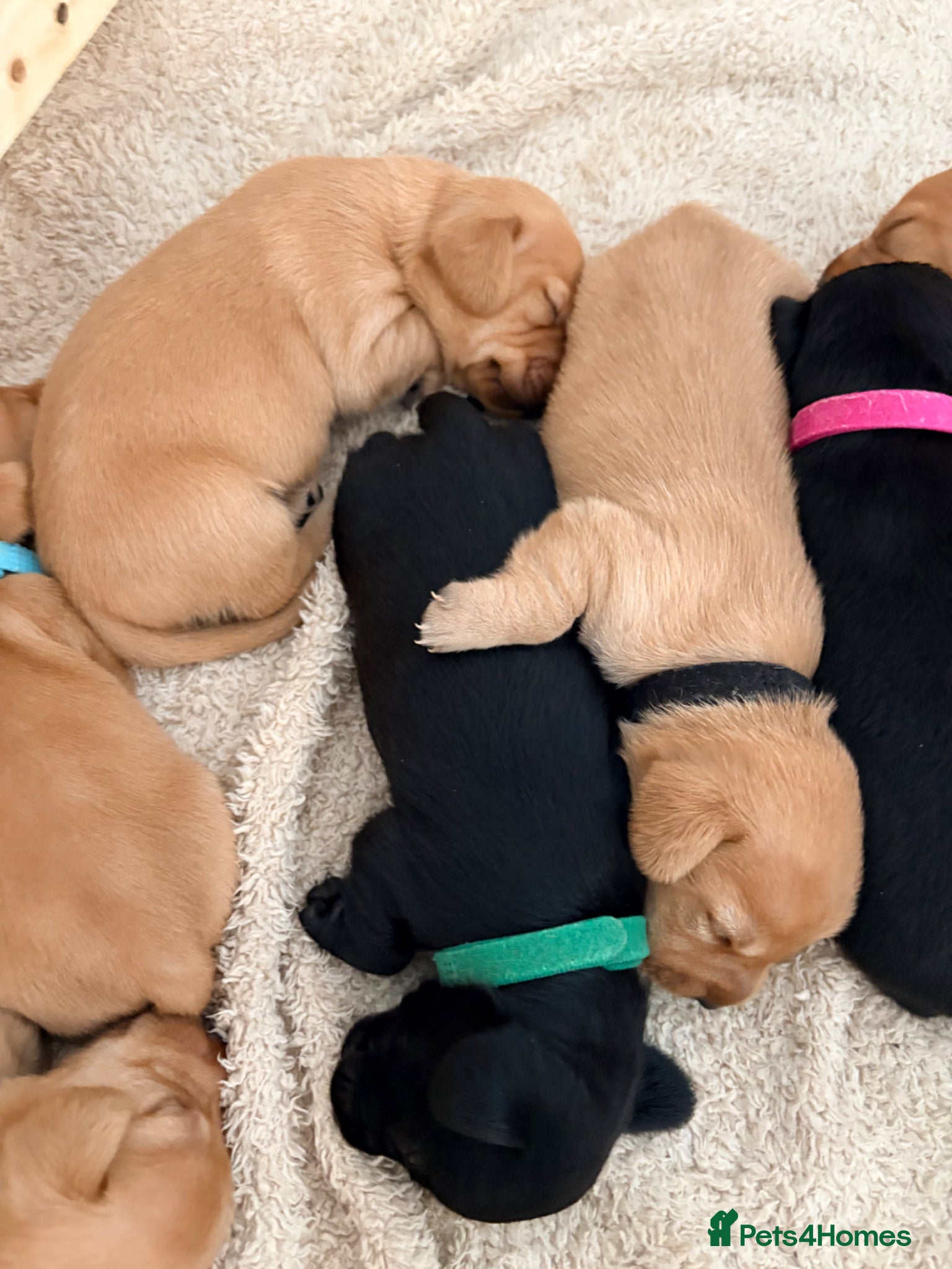 Dachshund dogs for sale: 7x daschund puppies  - Advert 1