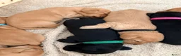 Dachshund dogs for sale: 7x daschund puppies  - Advert 1