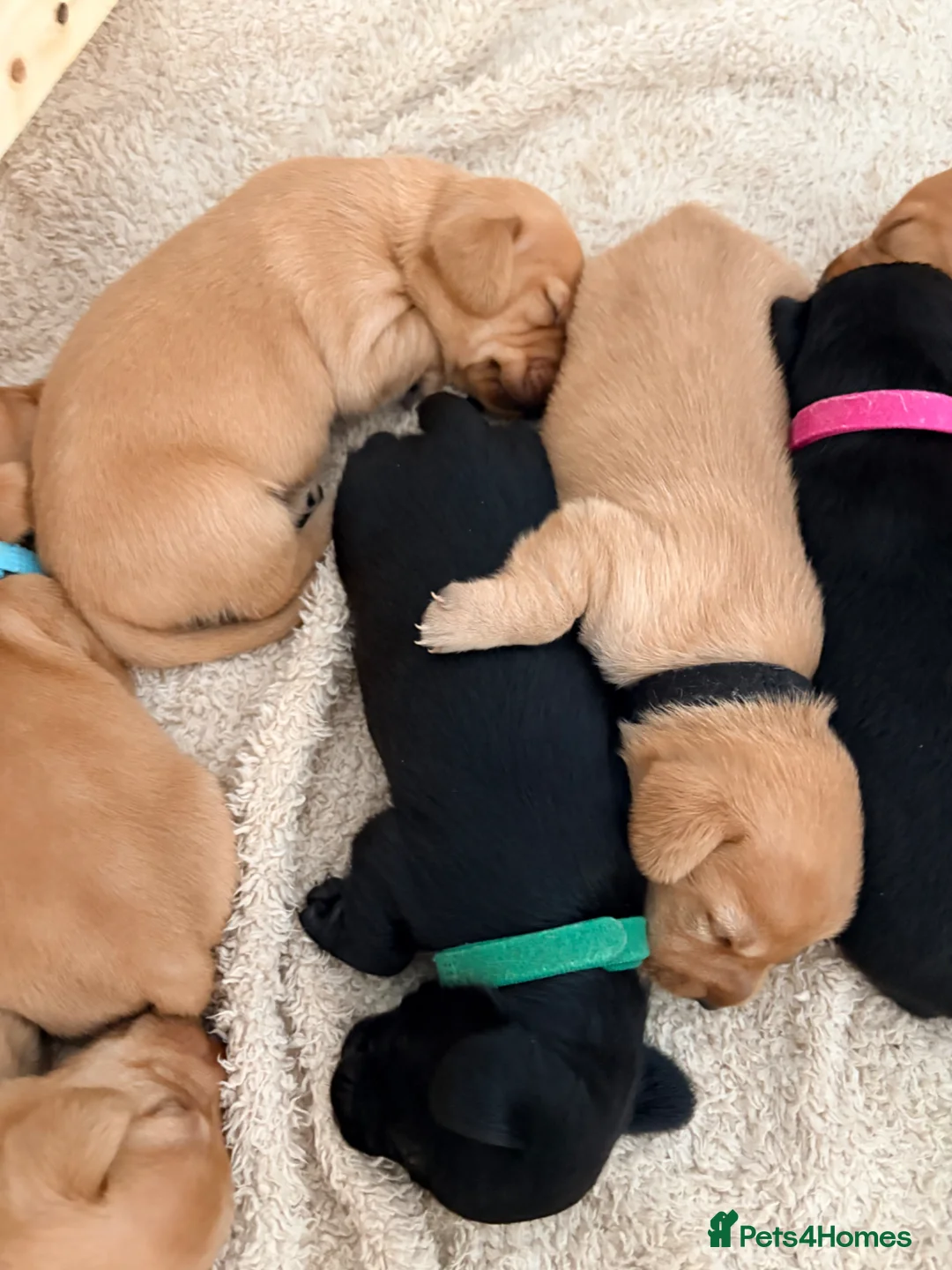 Dachshund dogs for sale: 7x daschund puppies  - Advert 1