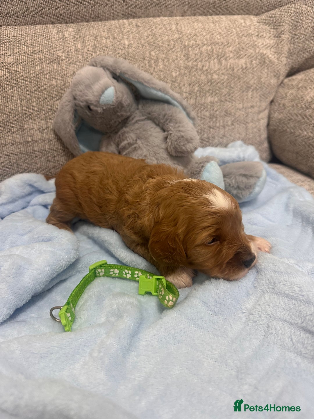 Cavapoo dogs for sale: Stunning F1b Cavapoos - Advert 9