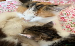 British Shorthair cats for sale: Make kitten aged 12 weeks .  - Image 6