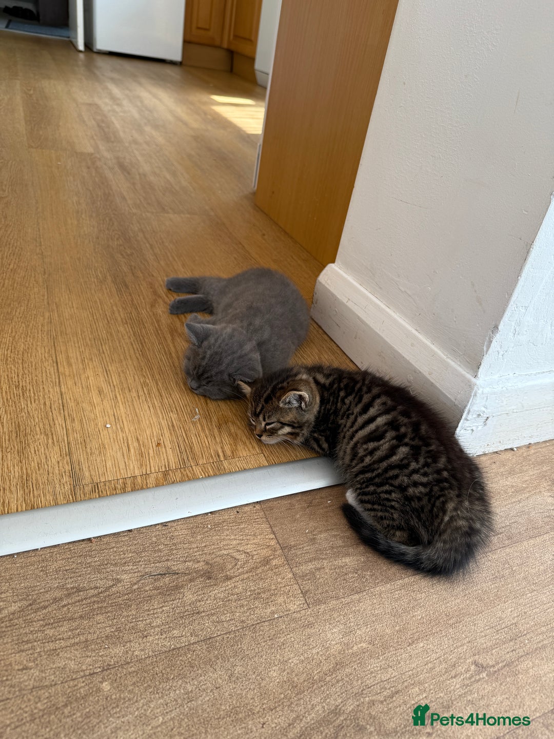British Shorthair cats for sale: British Shorthair half breed kitten - Image 3