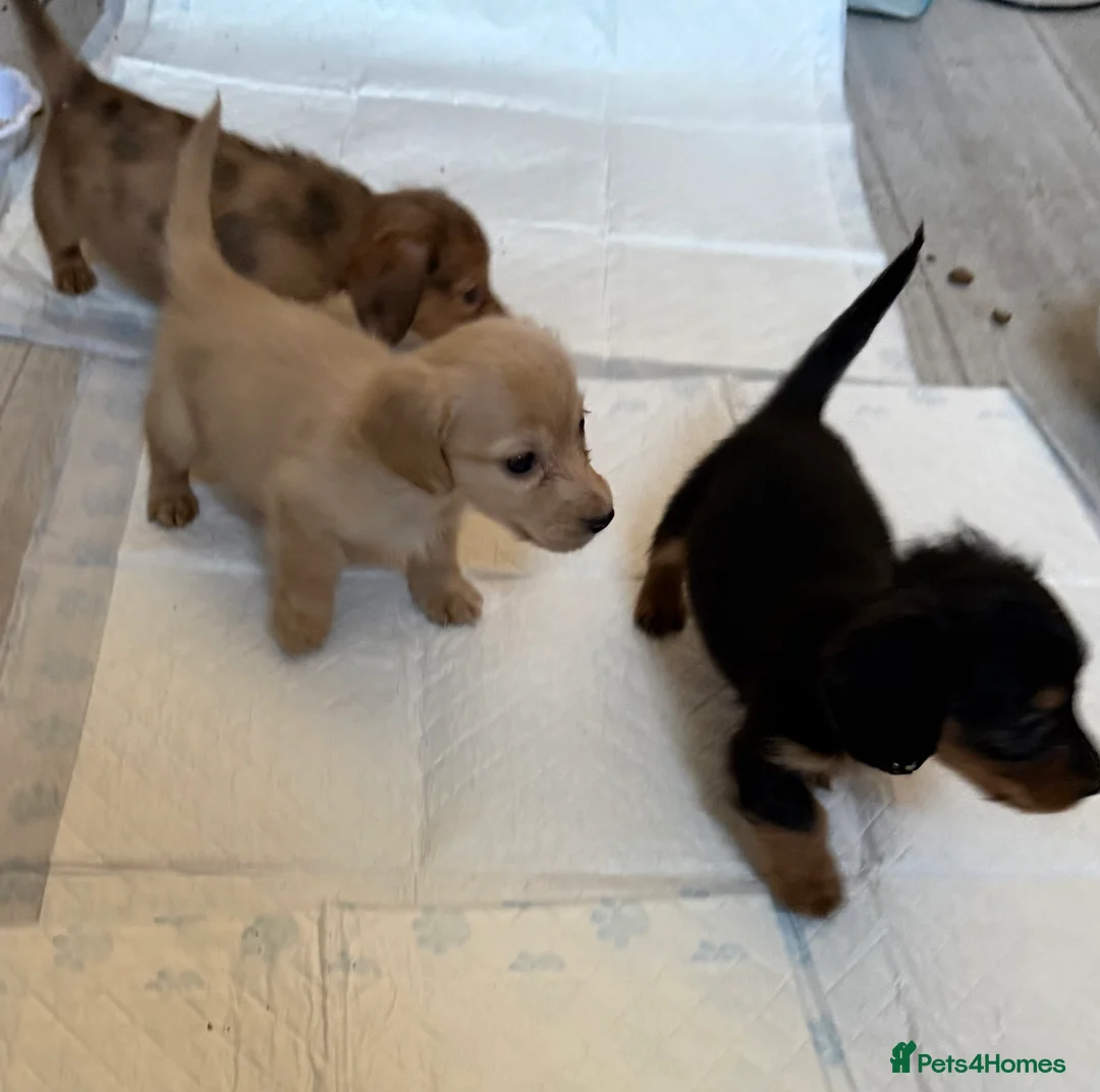 Miniature Dachshund dogs for sale: Miniature long haired dachshund Kc registered - Advert 2