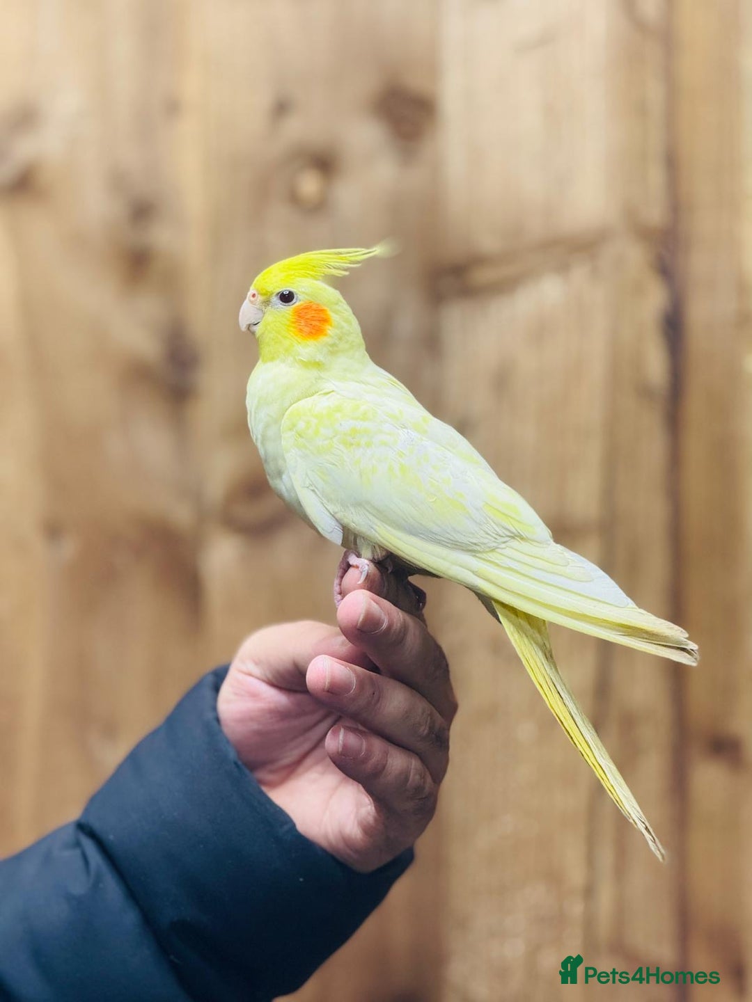 Cockatiels birds for sale: Cocktails - Advert 2