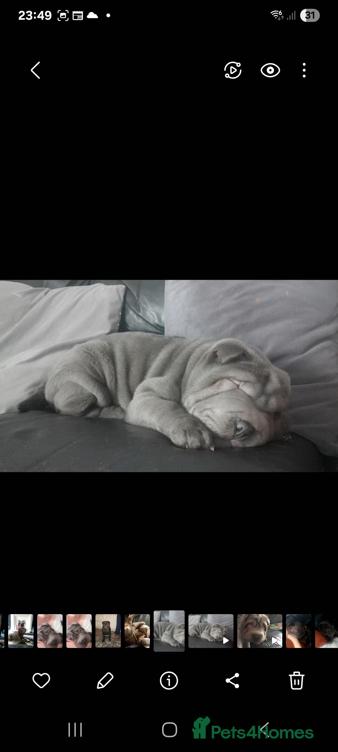 Shar Pei dogs for stud: Shar pei for stud - Image 4