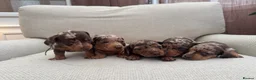 Miniature Dachshund dogs for sale: Miniature Dachshund Puppies Raised With Love in Bradford - Advert 13