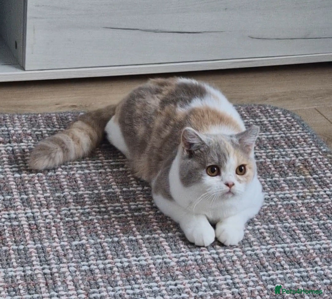 British Shorthair cats for sale: Tortie female British shorthair  - Image 2