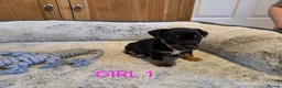 Jack Russell dogs for sale: Beautiful Black and Tan and Tri Jack Russell pups - Advert 5