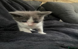 Mixed Breed cats for sale: Grey and white kittens - Image 5