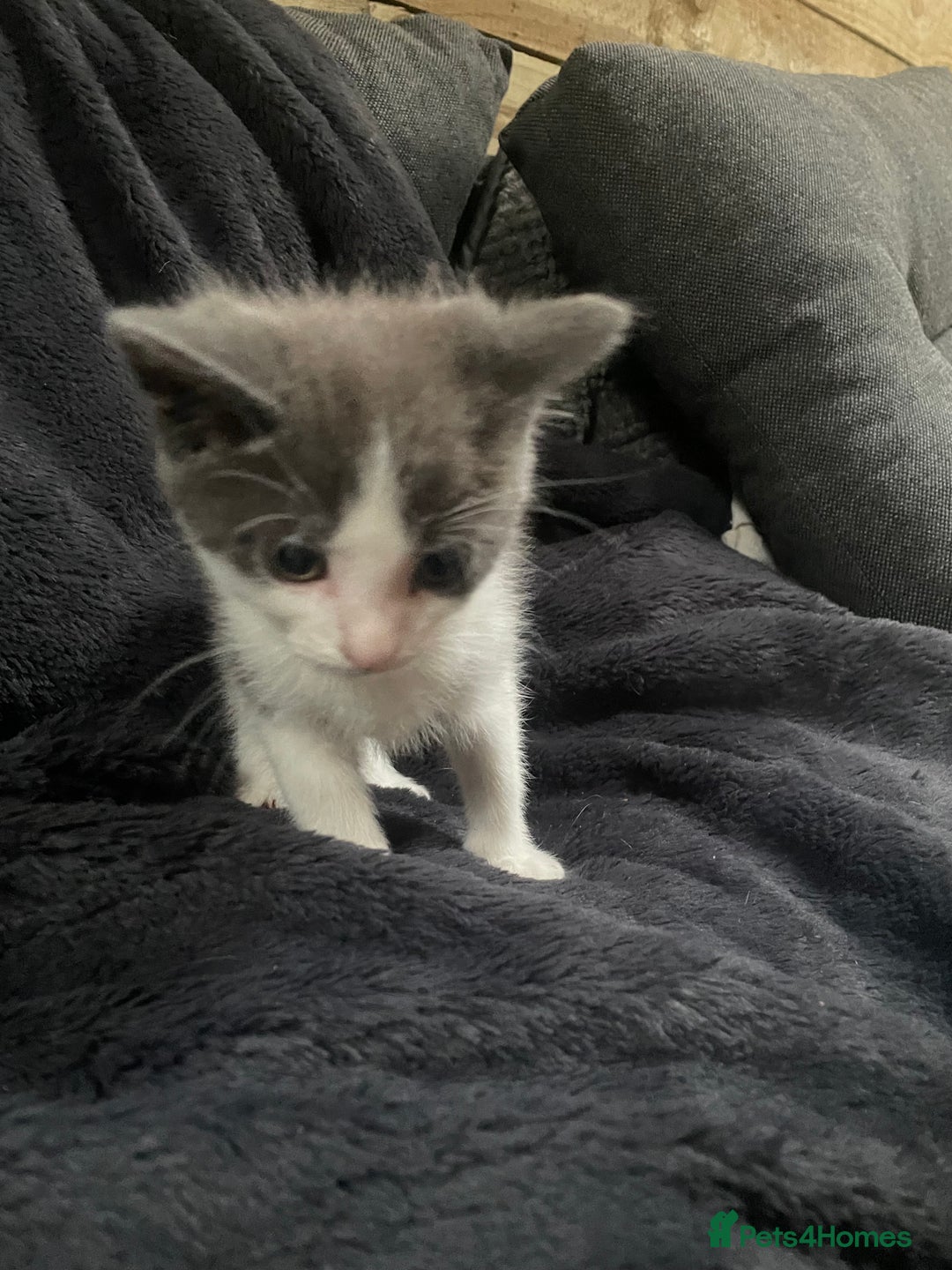 Mixed Breed cats for sale: Grey and white kittens - Image 5