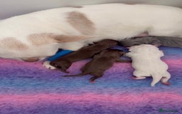 Chihuahua dogs for sale: Beautiful smooth coat white little girls 0.5kg - Image 5
