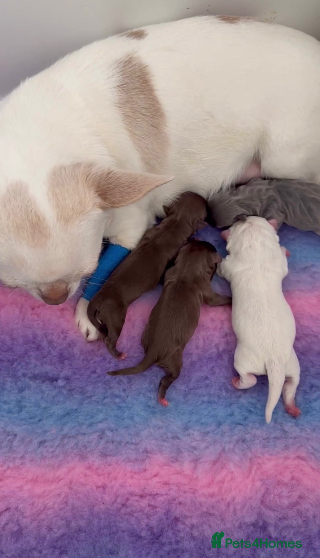Chihuahua dogs for sale: Beautiful smooth coat white little girls 0.5kg - Image 5