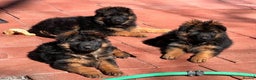 German Shepherd dogs for sale: 💥Champion🩸line KC Reg GermanShepherd puppy’s GSD - Advert 5