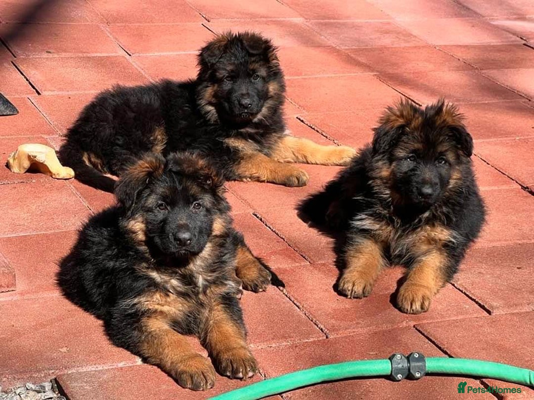 German Shepherd dogs for sale: 💥Champion🩸line KC Reg GermanShepherd puppy’s GSD - Advert 5