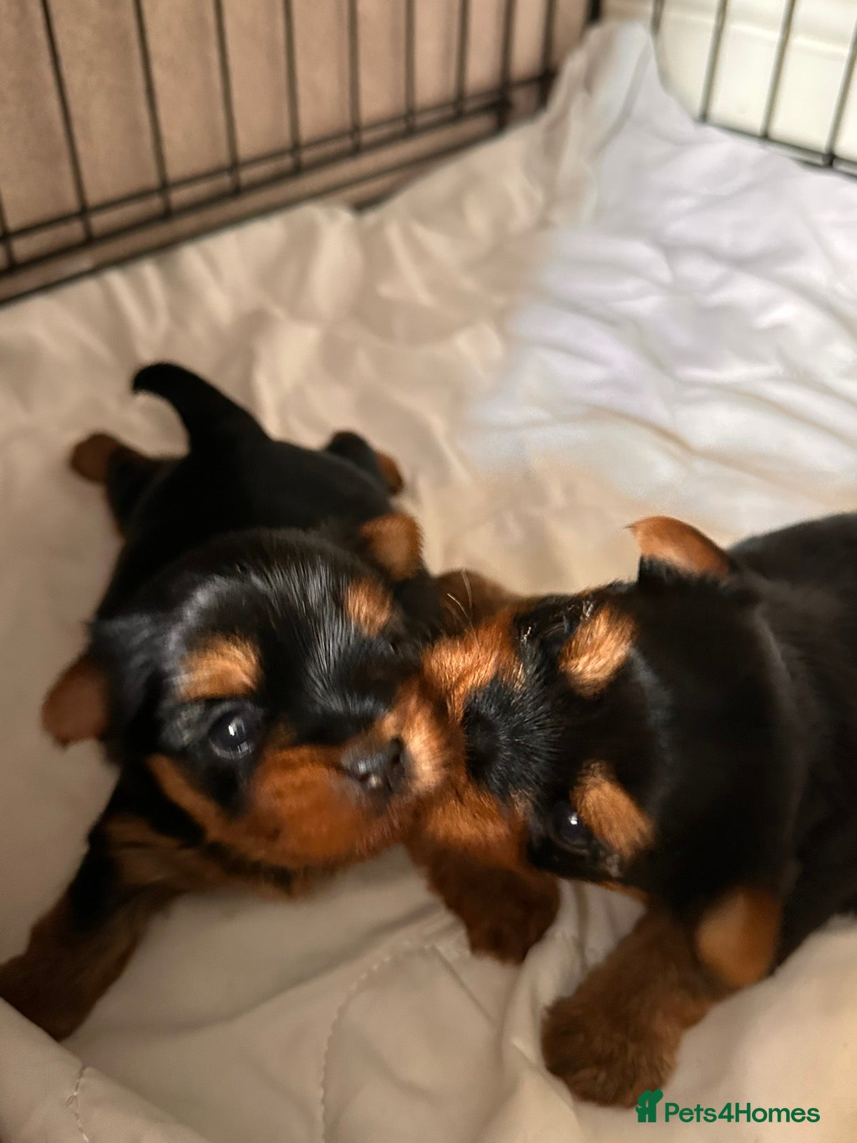 Yorkshire Terrier dogs KC Registered Yorkshire Terrier Puppies  - Advert 8
