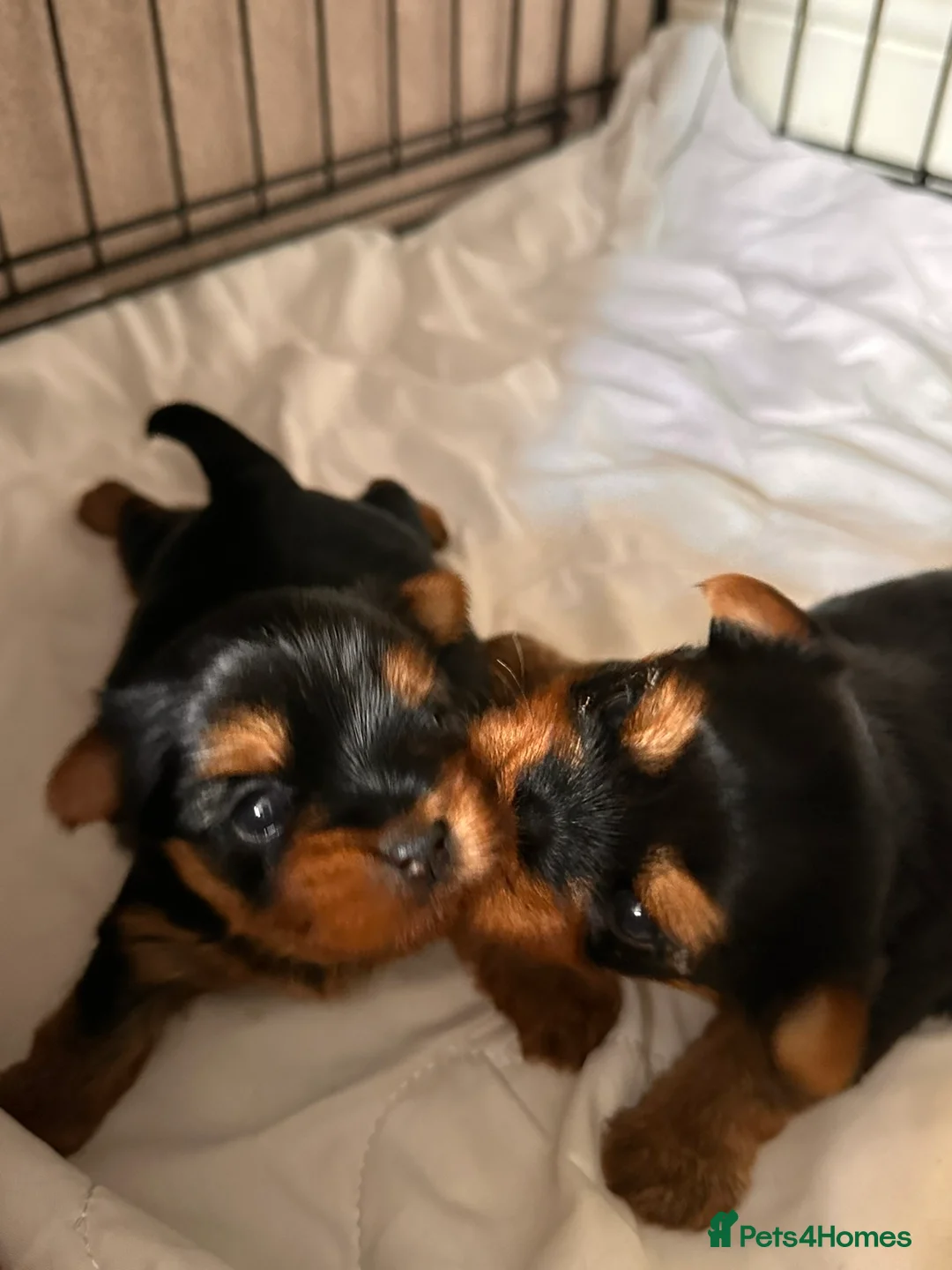 Yorkshire Terrier dogs for sale: KC Registered Yorkshire Terrier Puppies  - Advert 1