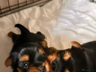 Yorkshire Terrier dogs KC Registered Yorkshire Terrier Puppies - Advert 8