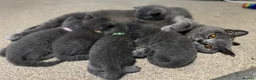 British Shorthair cats for sale: Beautiful Purebred British Blue Kittens 😍  - Advert 21