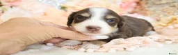 Miniature Dachshund dogs for sale: KC Longhair Miniature Dachshund Puppies in Wisbech - Advert 16