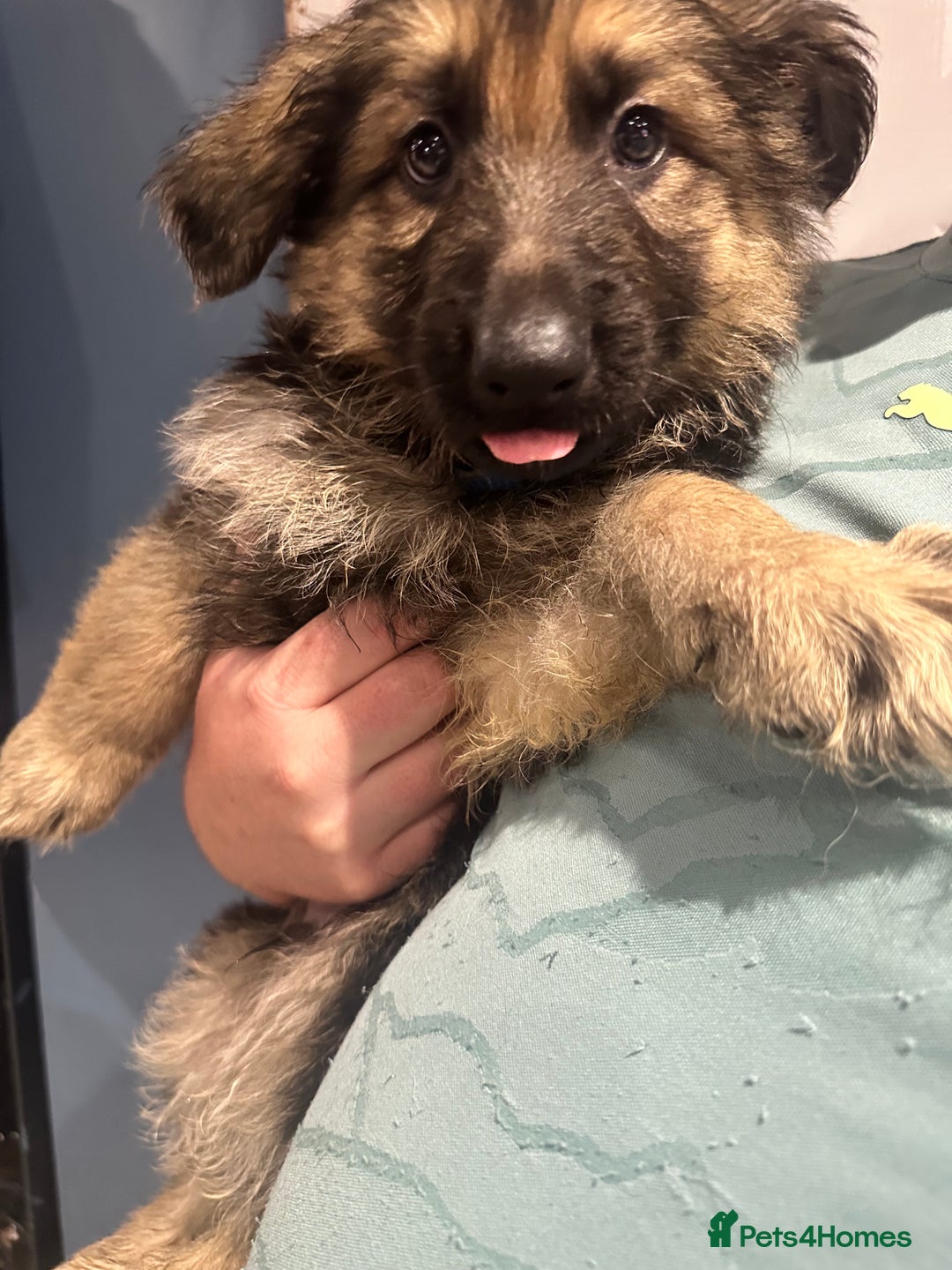 German Shepherd dogs for sale: German Shepherd puppies *Open to sensible offers* - Advert 23