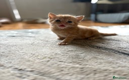 Mixed Breed cats for sale: Beautiful kittens  - Image 8